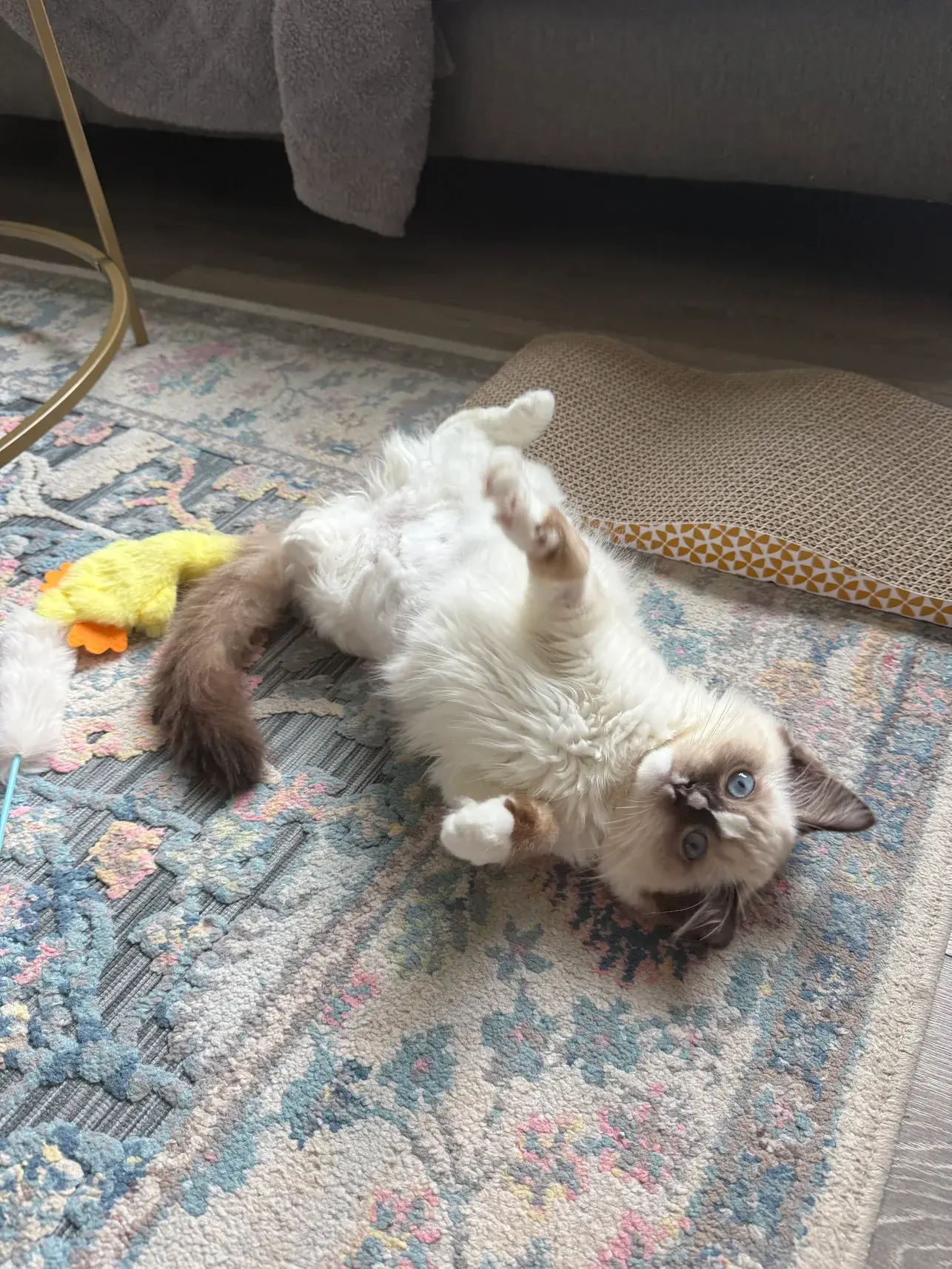 Understanding Ragdoll Temperament: Why They’re the Perfect Family Companion